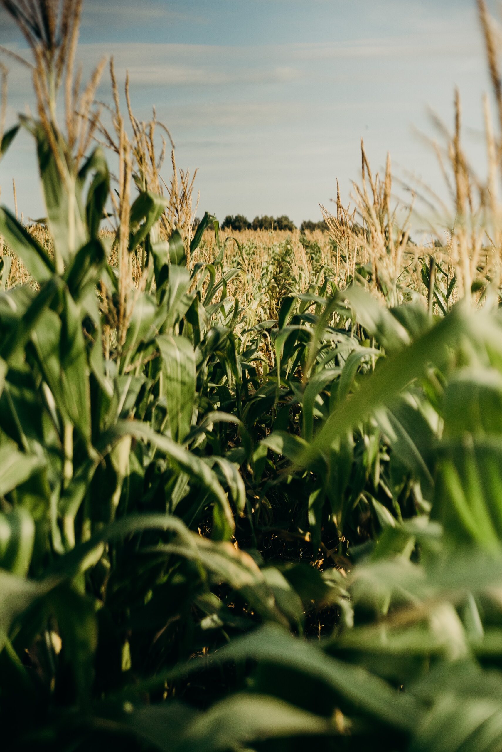 Produção de milho e trigo na Ucrânia deve sofrer queda em 2023, diz USDA